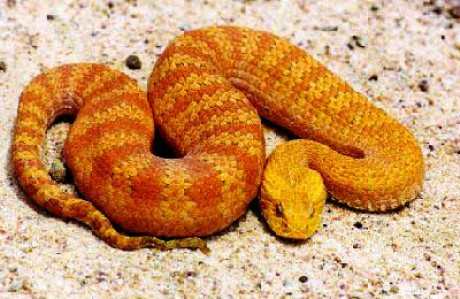 hadi Fotoalbum korálovci smrtonoš pouštní neboli písečný